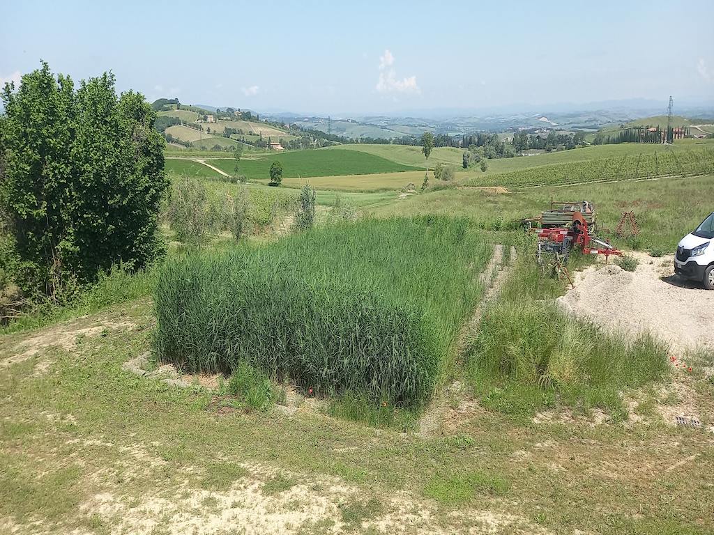 Bacino di fitodepurazione vegetato cantina Lambardi, Montalcino